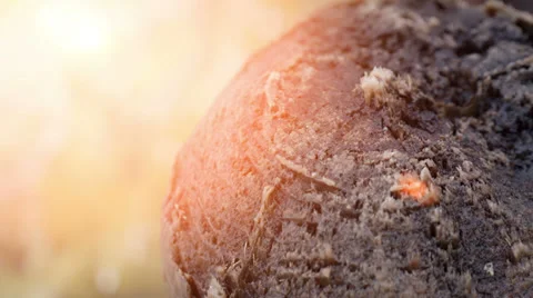 Old log over the lake Stock Footage 35802164