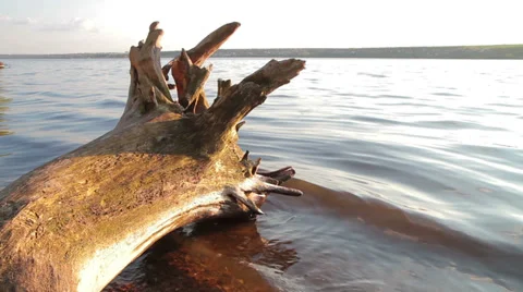 Old log over the lake Stock Footage 37629395