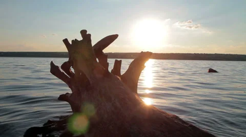 Old log over the lake Stock Footage 37629593