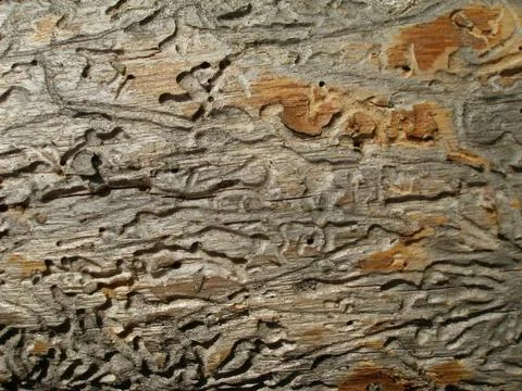 Old log Stock Photos