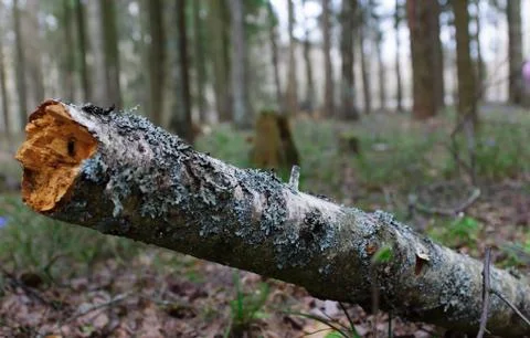 The old log Stock Photos