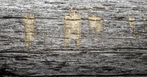 Old log Stock Photos