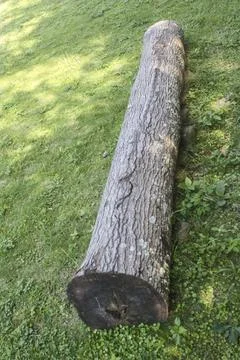 Old log rests on green grass Stock Photos