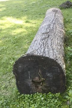 Old log rests on green grass Stock Photos