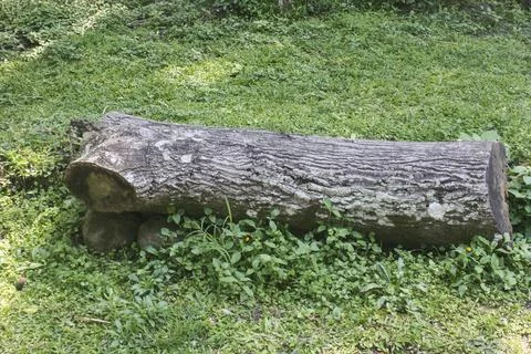 Old log rests on green grass Stock Photos
