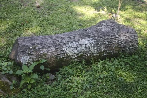 Old log rests on green grass Stock Photos
