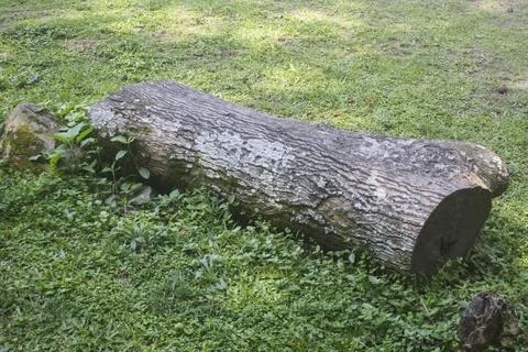 Old log rests on green grass Stock Photos