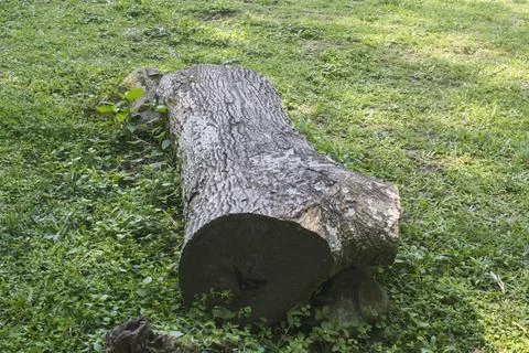 Old log rests on green grass Stock Photos