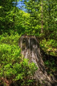 An old log from a sawn tree Stock-Fotos