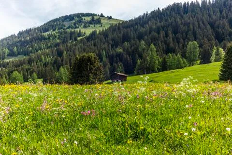 Old log stable on the alpine meadows covered in green grass and colorful flow Stock Photos