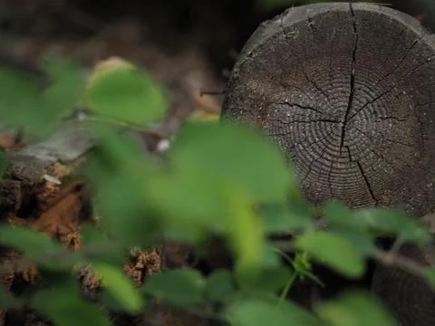 An old log, a tree, lies on the ground. Stock Photos