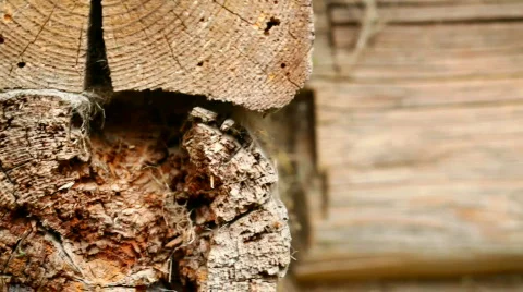 Old log wall - expressive texture and hole Stock Footage 812751