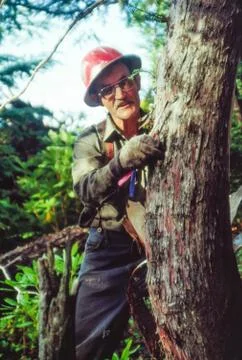 Old logger and Yew Stock Photos