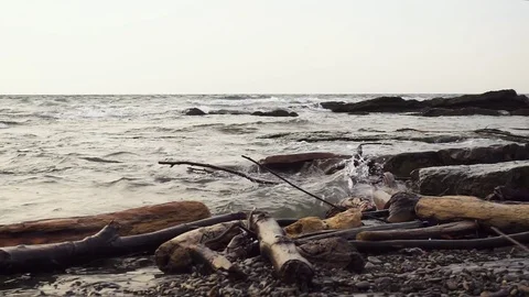 Old logs after the storm Video stock 82529982