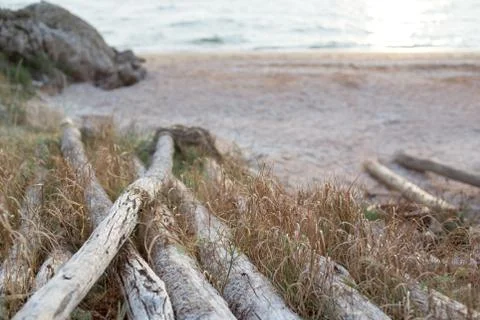 Old logs are gray with wind and salty water. Foto stock