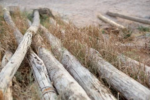 Old logs are gray with wind and salty water. Foto stock