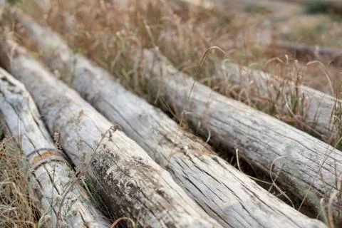 Old logs are gray with wind and salty water. Stock Photos