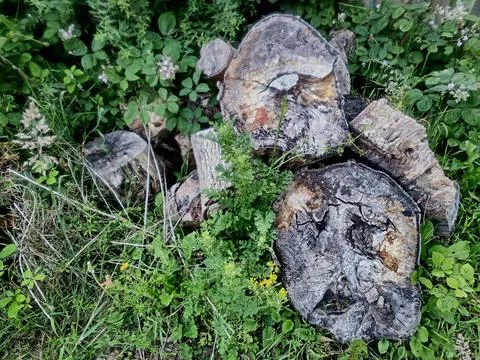 Old logs in the garden 写真素材