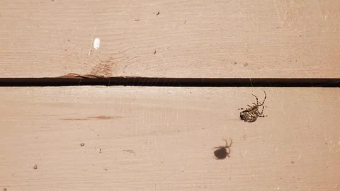 Old logs lying pack wood texture with spider 库存影片 116997530