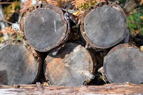 Old logs. Stock Photos
