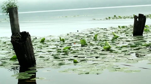 Old logs stick out of marshy, swampy water Stock Footage 93782247