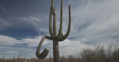 Old Lone Saguaro Cactus Beneath Wispy Clouds in Arizona Sonoran Desert Stock Footage 337781573