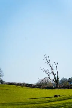 Old lonely dry tree without leaves in a field UK Stock Photos
