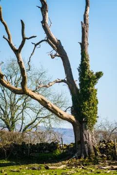 Old lonely dry tree without leaves in a field UK Stock Photos