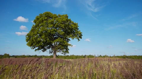 Old lonely maple on summertime 스톡 동영상 52482891