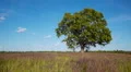 Old lonely maple on summertime HD Footage