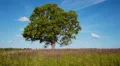 Old lonely maple on summertime HD Footage