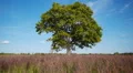 Old lonely maple on summertime HD Footage