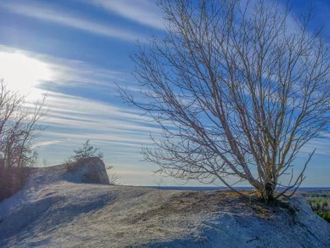 Old lonely tree. Stockfoto's