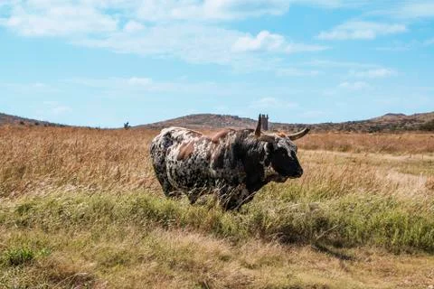 Old Longhorn Stock Photos