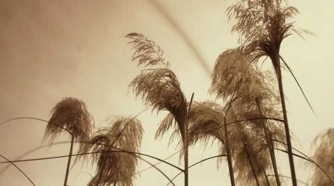 Old looks grass Video stock 932435