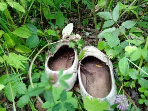 Old lost single shoe in the pine forest. Stock-Fotos