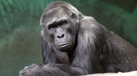 An old lying gorilla female is looking around Stock Footage 37972258