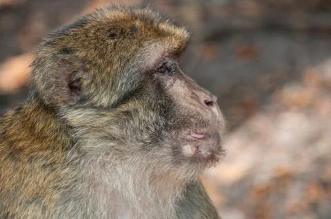 Old macaque in the forest Foto stock