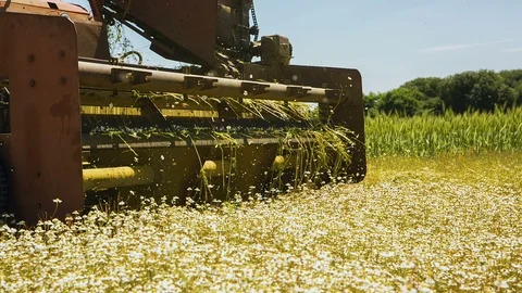 The old machine skillfully collects chamomile on the field Stock Footage 91440801