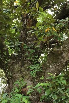 Old Magnolia Tree Trunk With Moss and Lichen Stock Photos