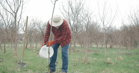 Old man bending, watering tree. Stock Footage 238525713