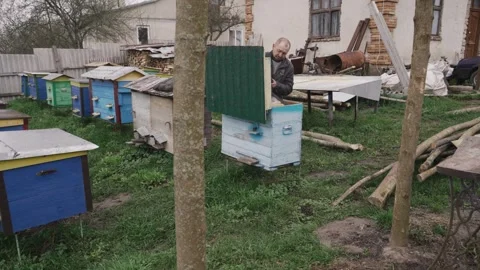 An old man checks the beehives Видео 259559425