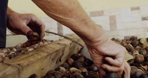Old Man Collect Walnuts From Ground Stock-Footage 125875501