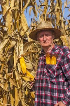 Old man in corn field Stock Photos