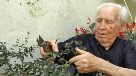 Old man cutting branches with secateurs. Stock Footage 161421995