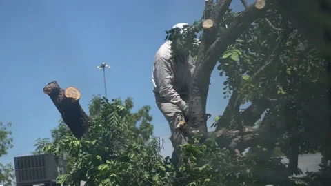 Old Man Cutting Tree Stock Footage 132049930