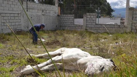 Old man digging a grave for his dead dog in South America_2.MOV 스톡 동영상 277631517