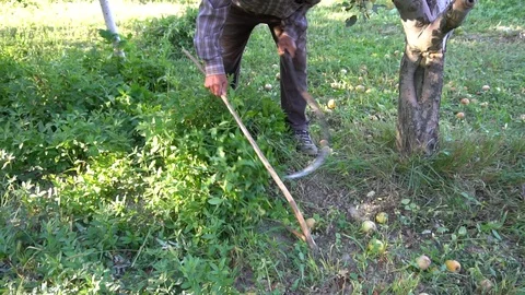 Old Man Farmer Cutting Weeds With Sickle... | Stock Video | Pond5