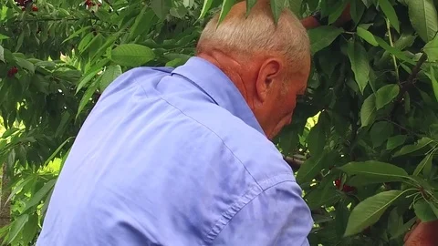 Old man farmer in the orchard of cherry trees gathering ripe summer fruits Stock Footage 85438703