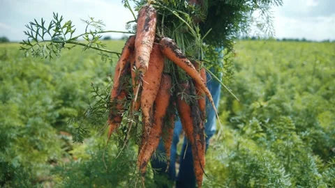 Old man farmer is showing stack of freshly collected harvesting orange large Stock Footage 139075399